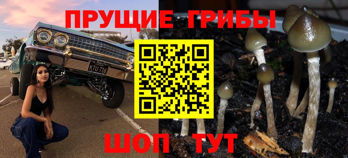 даркнет сайт  Острогожск  Галлюциногенные грибы MAGIC MUSHROOMS  Галлюциногенные грибы Psilocybine cubensis 