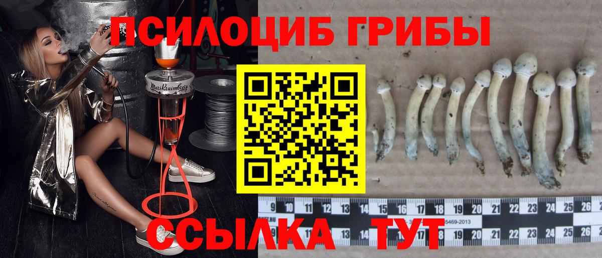 Острогожск  Псилоцибиновые грибы прущие грибы  сколько стоит  Вход с VPN 
